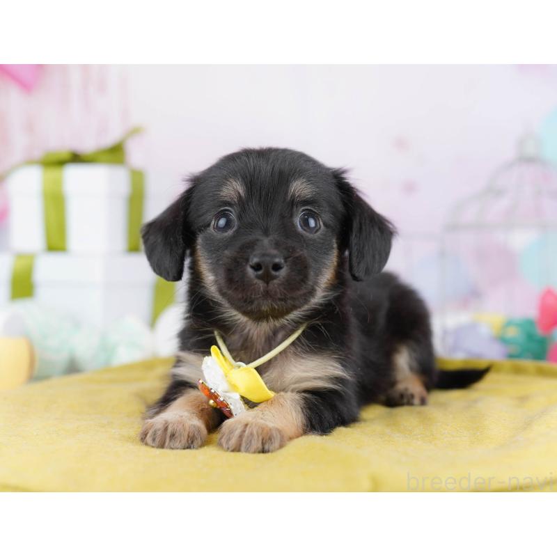 販売中の東京都のチワックス:チワワ×ミニチュアダックスフンド-438007