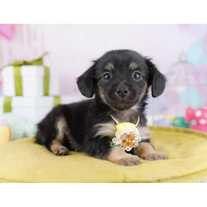 販売中の東京都のチワックス:チワワ×ミニチュアダックスフンド-438007の6枚目