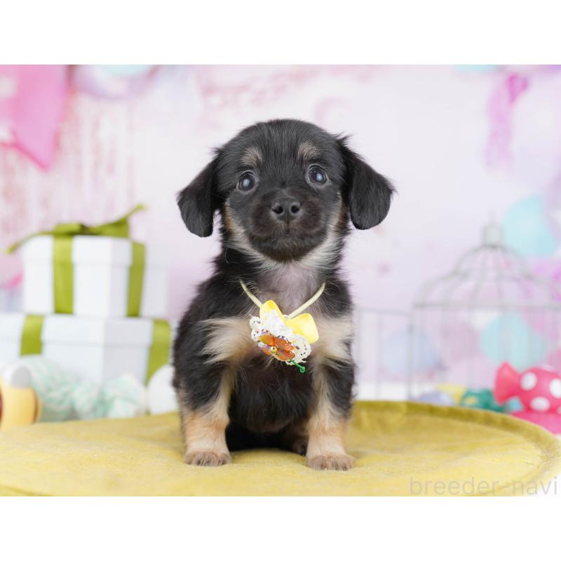 販売中の東京都のチワックス:チワワ×ミニチュアダックスフンド-438007の4枚目