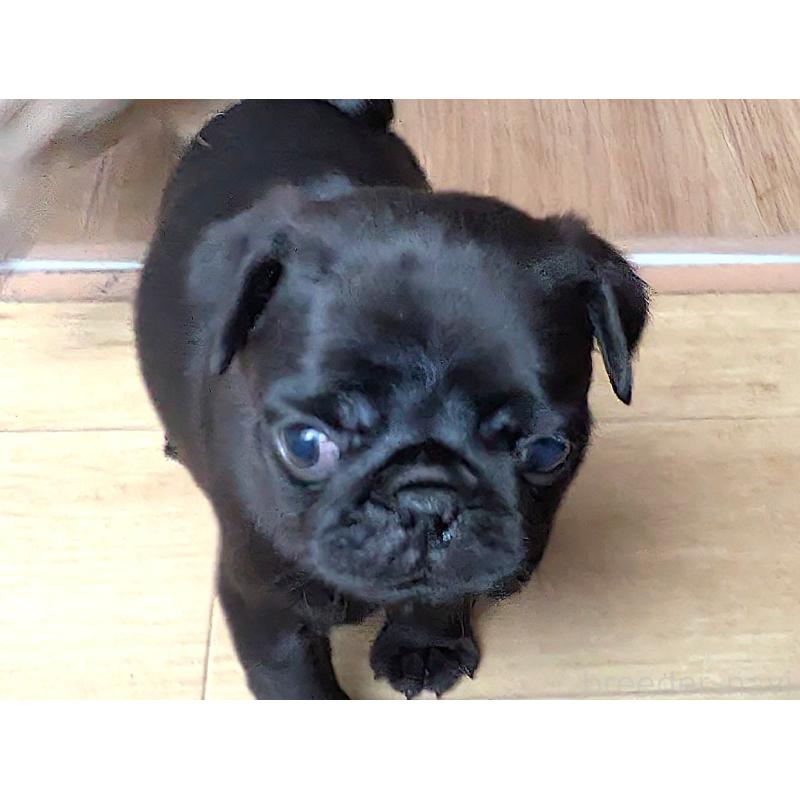 成約済の茨城県のパグ-438010の3枚目