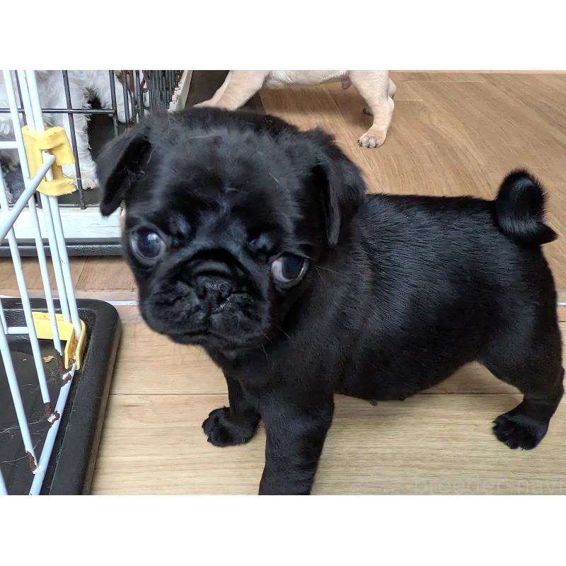 成約済の茨城県のパグ-438010の2枚目