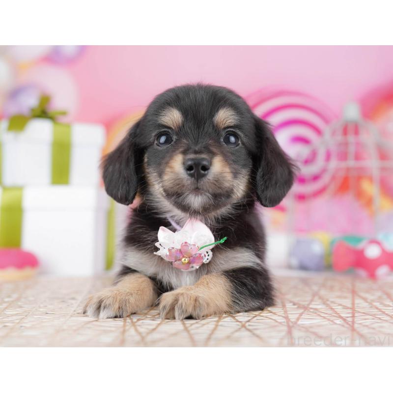 販売中の東京都のチワックス:チワワ×ミニチュアダックスフンド-438008