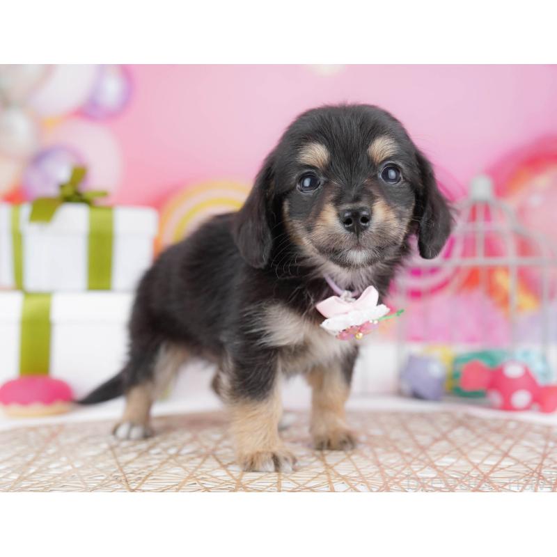 販売中の東京都のチワックス:チワワ×ミニチュアダックスフンド-438008の6枚目