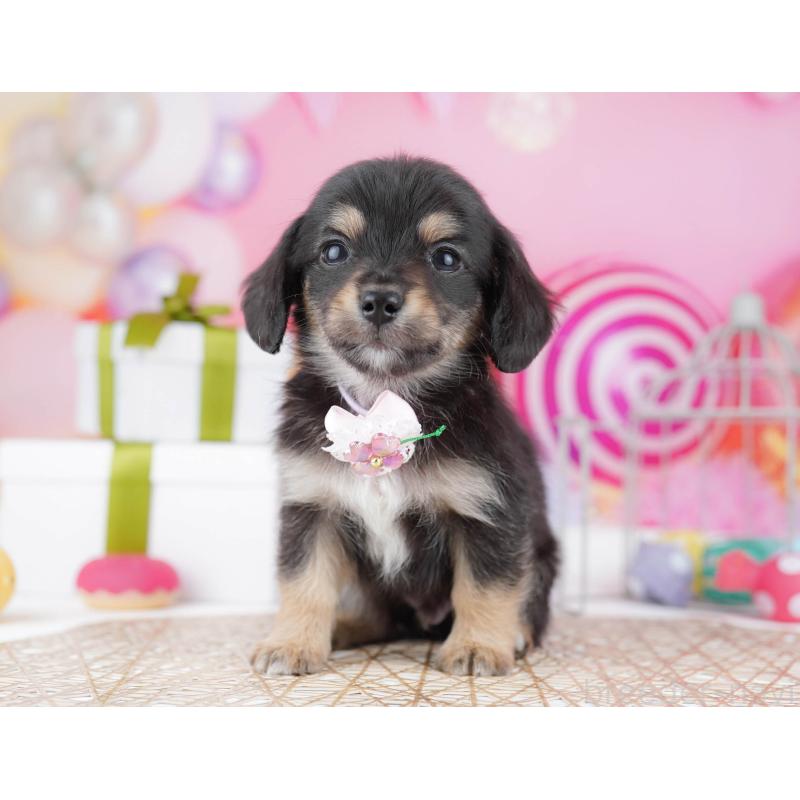 販売中の東京都のチワックス:チワワ×ミニチュアダックスフンド-438008の5枚目