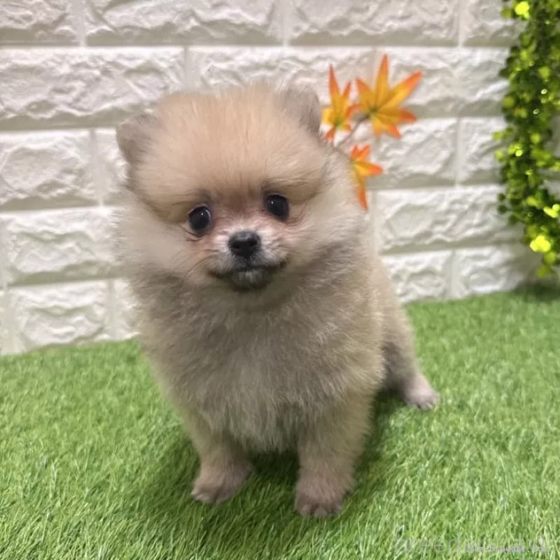 成約済の愛知県のポメラニアン-434457の1枚目