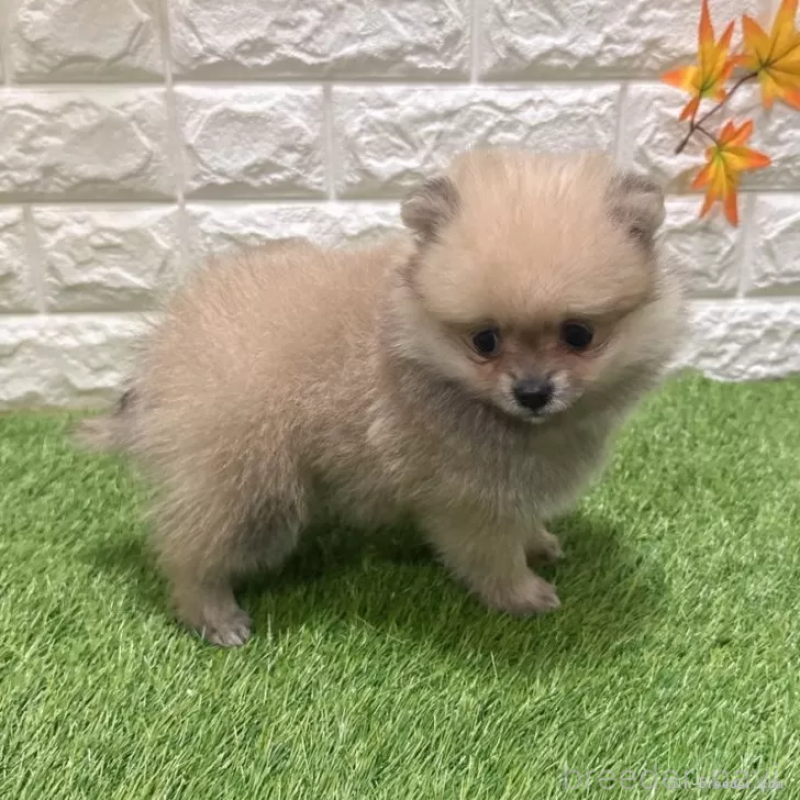 成約済の愛知県のポメラニアン-434457の5枚目