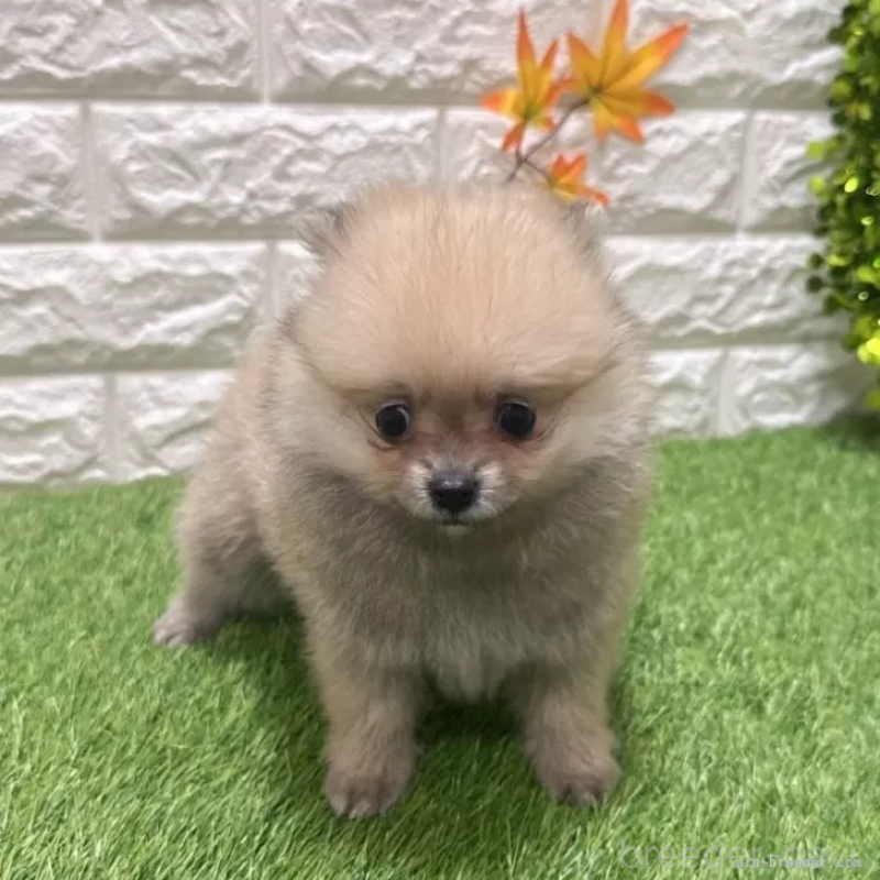 成約済の愛知県のポメラニアン-434457の3枚目