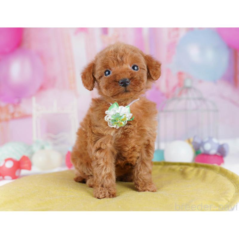 販売中の東京都のトイプードル-438009の1枚目