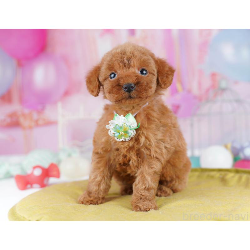 販売中の東京都のトイプードル-438009の6枚目