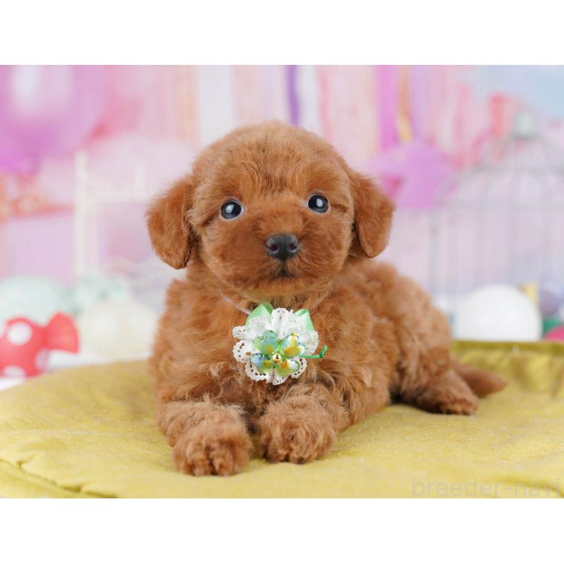 販売中の東京都のトイプードル-438009の5枚目