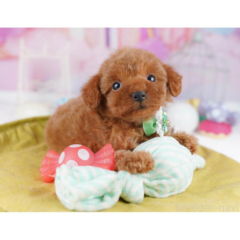 販売中の東京都のトイプードル-438009の4枚目