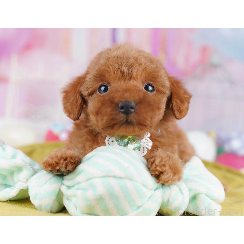 販売中の東京都のトイプードル-438009の3枚目