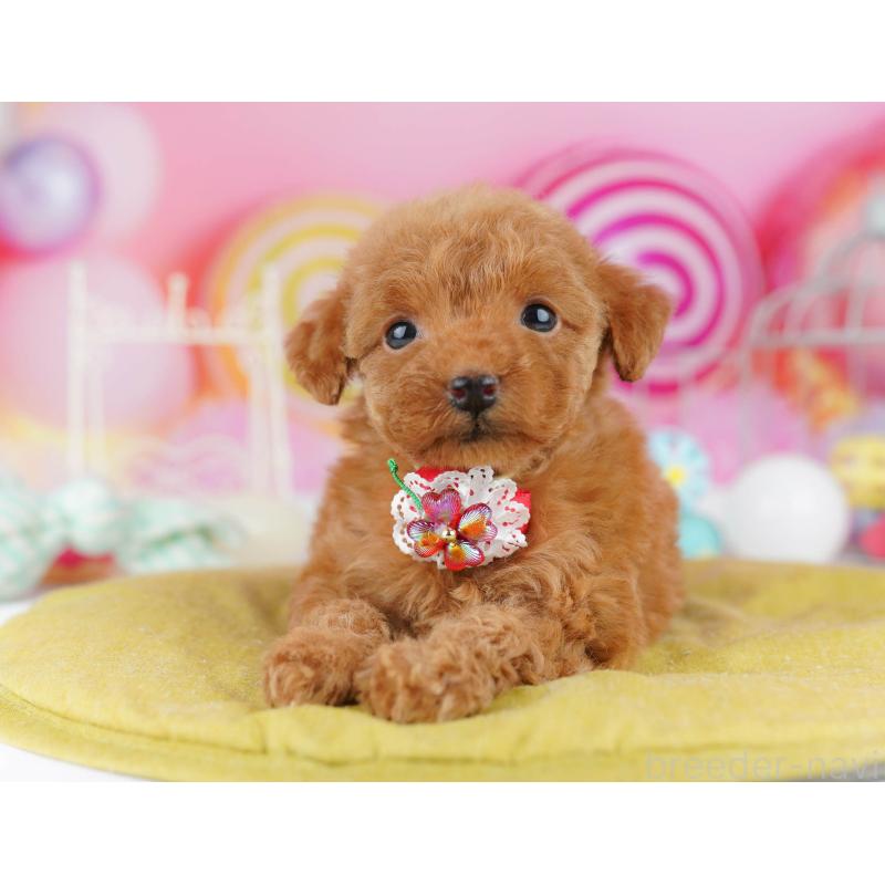 販売中の東京都のトイプードル-438389の1枚目