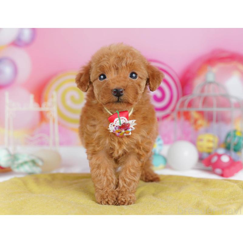 販売中の東京都のトイプードル-438389の5枚目