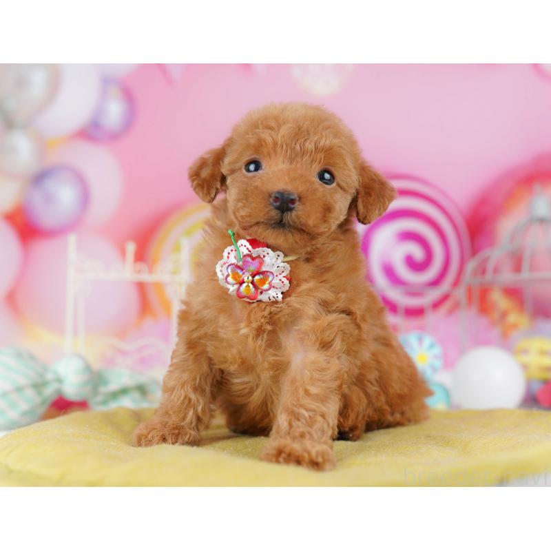 販売中の東京都のトイプードル-438389の4枚目