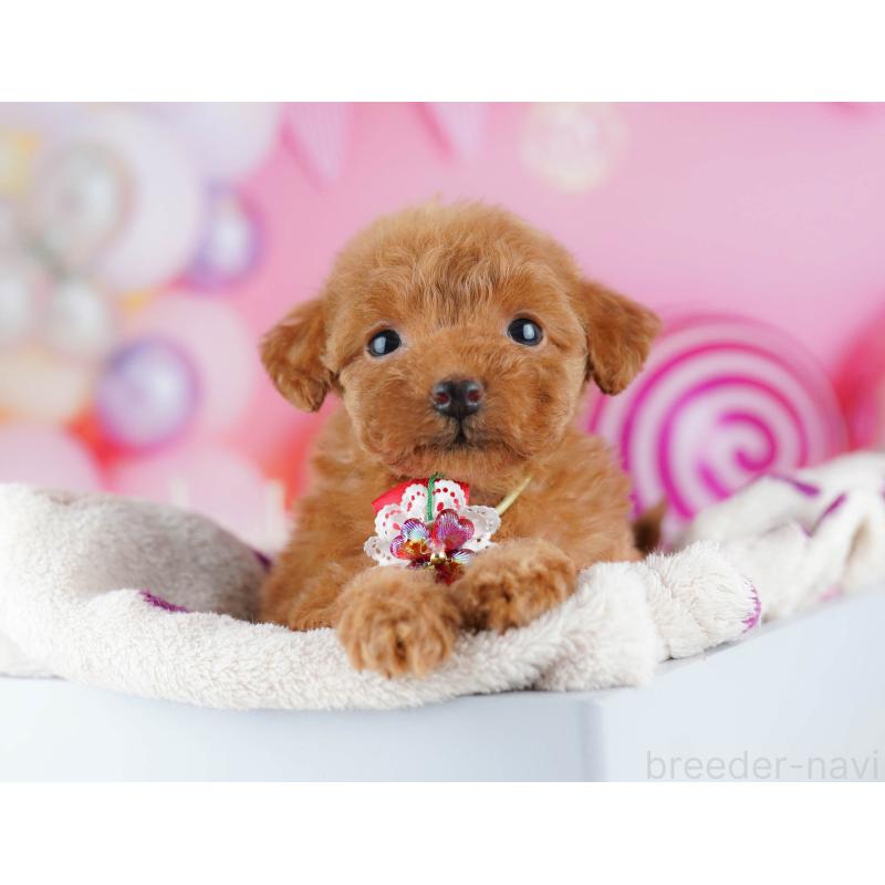 販売中の東京都のトイプードル-438389の3枚目