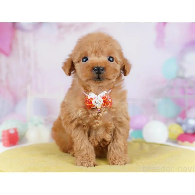 販売中の東京都のトイプードル-438011