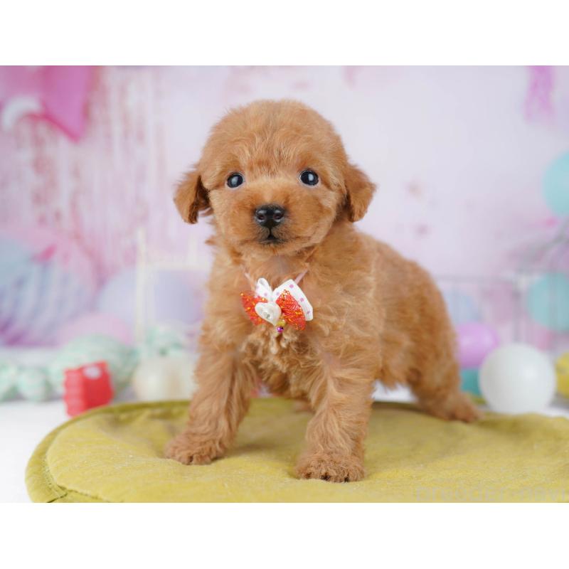 販売中の東京都のトイプードル-438011の5枚目