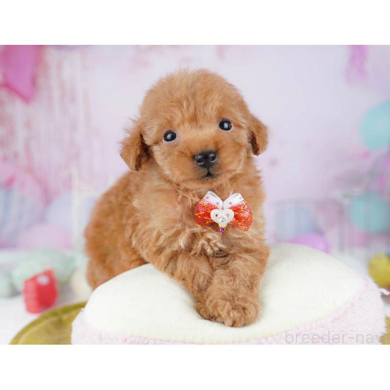 販売中の東京都のトイプードル-438011の4枚目