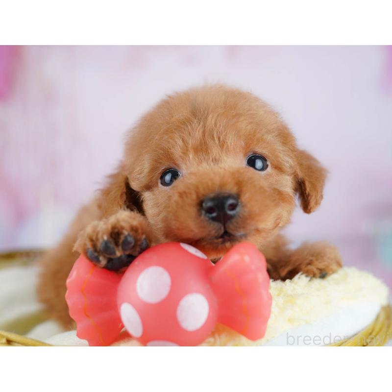 販売中の東京都のトイプードル-438011の3枚目