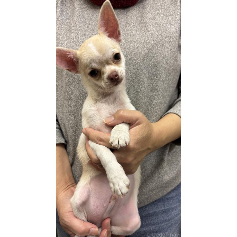 販売中の熊本県のチワワ(スムースコート)-428369の4枚目