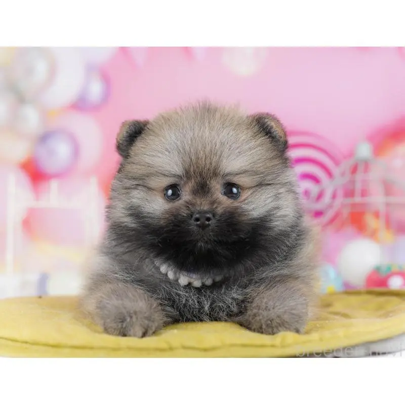 販売中の東京都のポメラニアン-438013