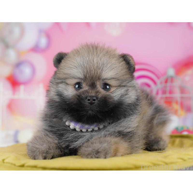 販売中の東京都のポメラニアン-438013の6枚目