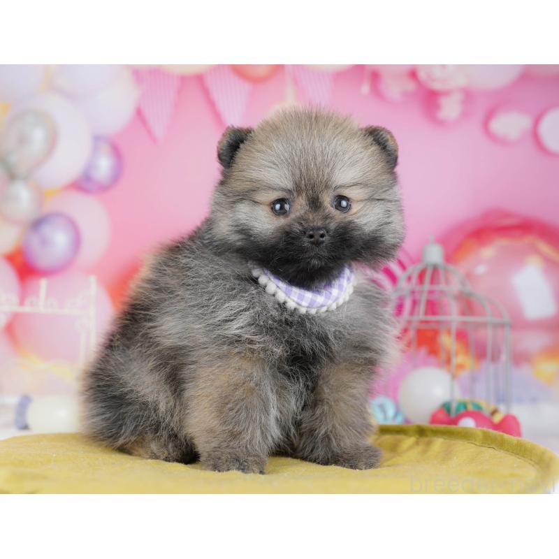 販売中の東京都のポメラニアン-438013の5枚目