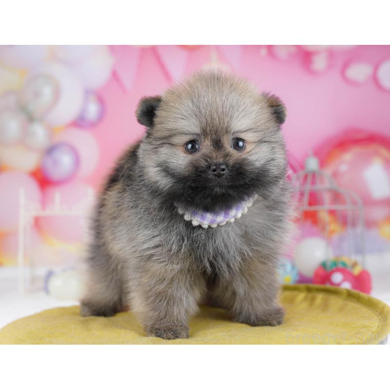 販売中の東京都のポメラニアン-438013の4枚目