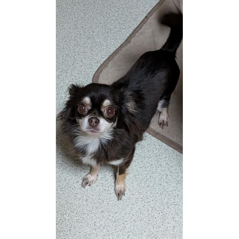 販売中の新潟県のチワワ(ロングコート)-431462の2枚目