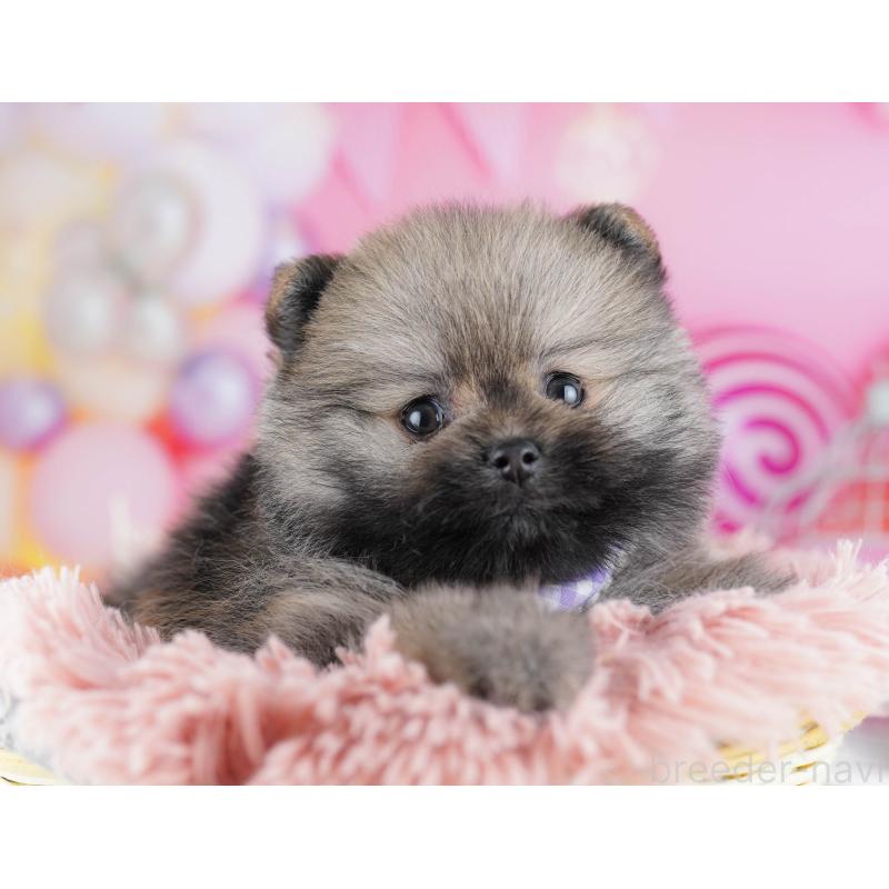 販売中の東京都のポメラニアン-438013の3枚目