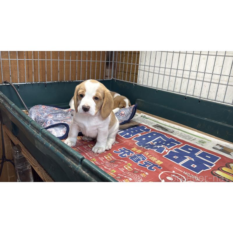 販売中の愛知県のボストンテリア-427240の17枚目