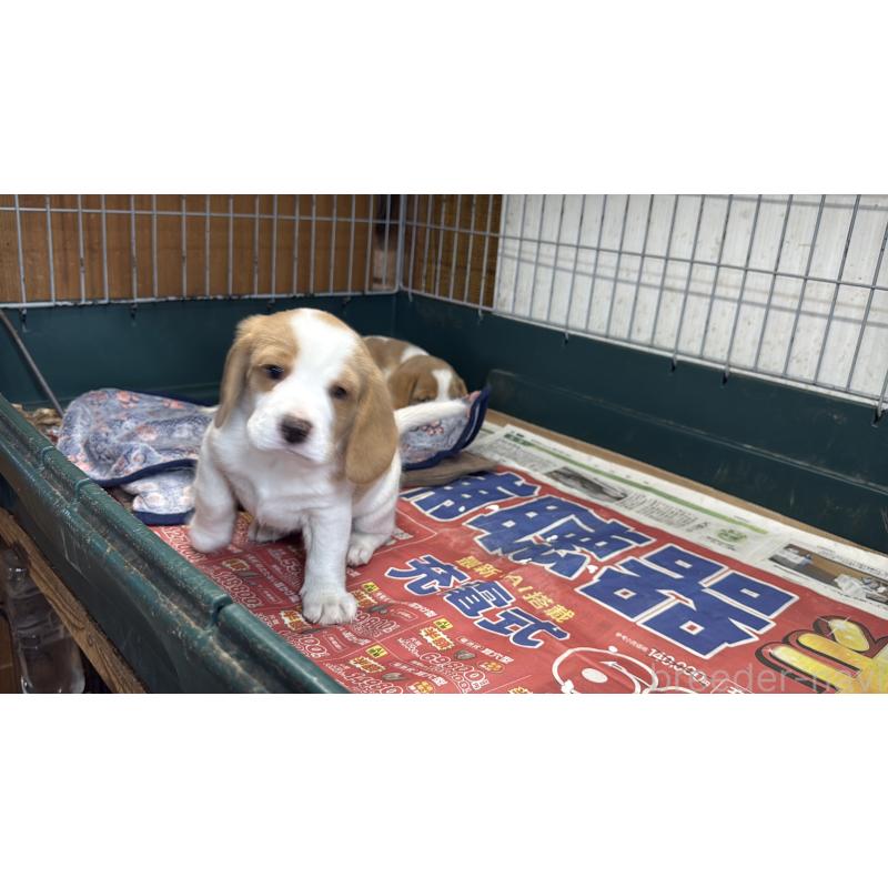 販売中の愛知県のボストンテリア-427240の16枚目