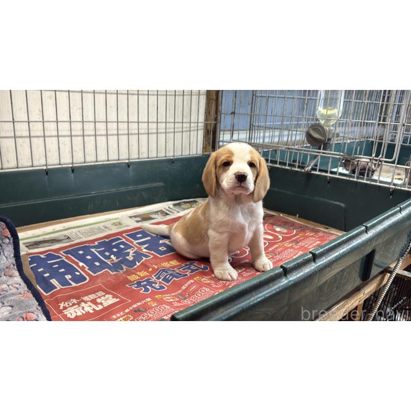 販売中の愛知県のボストンテリア-427240の14枚目