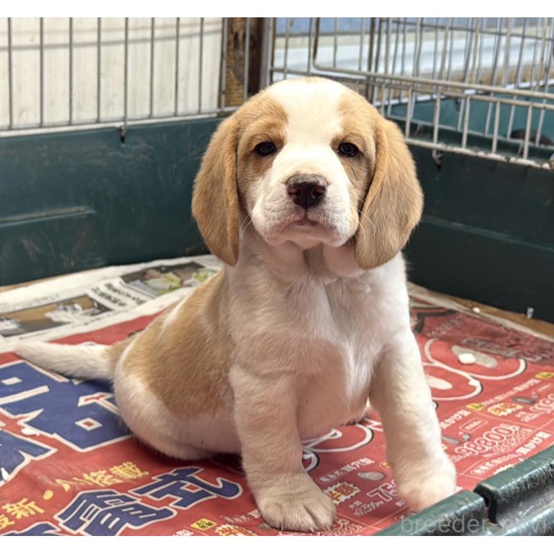 販売中の愛知県のボストンテリア-427240の13枚目