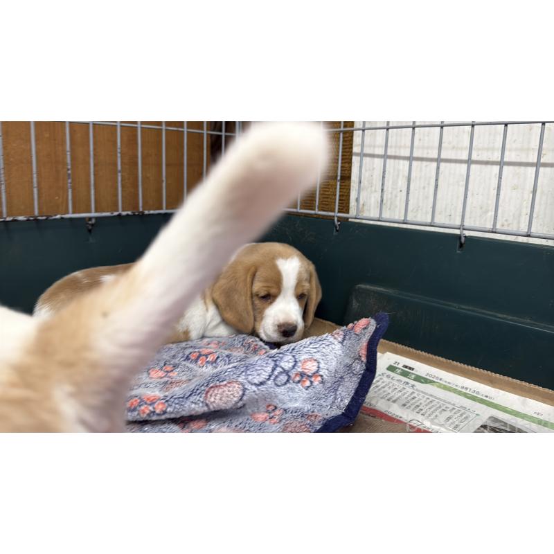 販売中の愛知県のボストンテリア-427240の12枚目