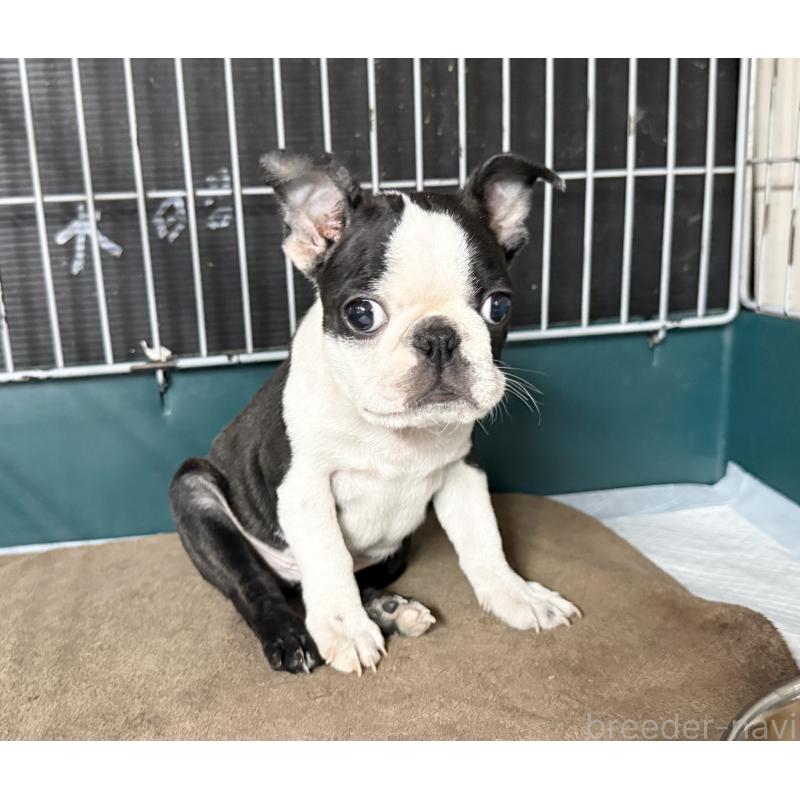 販売中の愛知県のボストンテリア-427240の10枚目