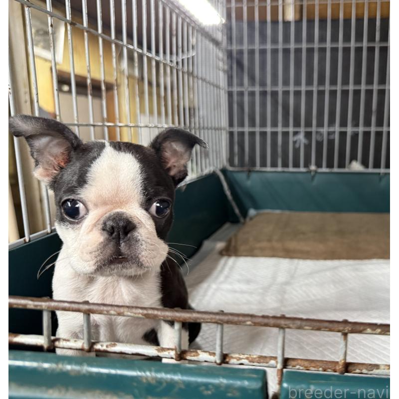 販売中の愛知県のボストンテリア-427240の9枚目