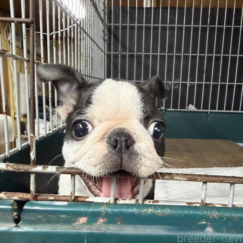 販売中の愛知県のボストンテリア-427240の8枚目