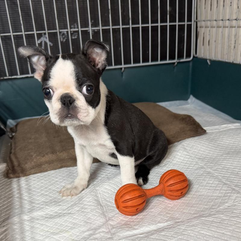 販売中の愛知県のボストンテリア-427240の7枚目