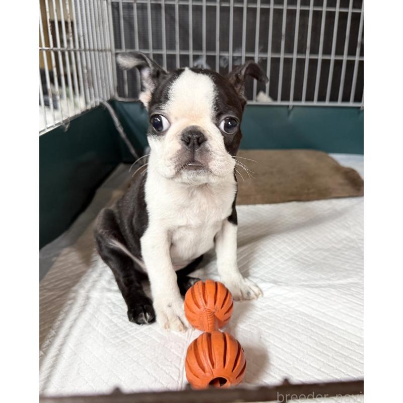 販売中の愛知県のボストンテリア-427240の6枚目