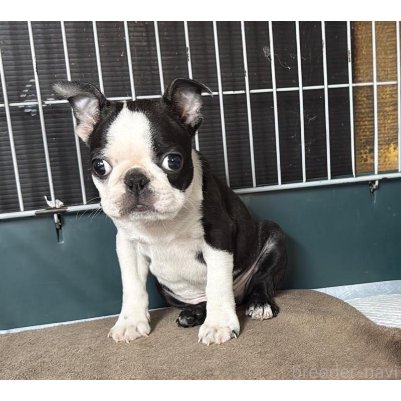 販売中の愛知県のボストンテリア-427240の5枚目