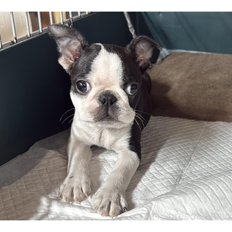 販売中の愛知県のボストンテリア-427240の4枚目