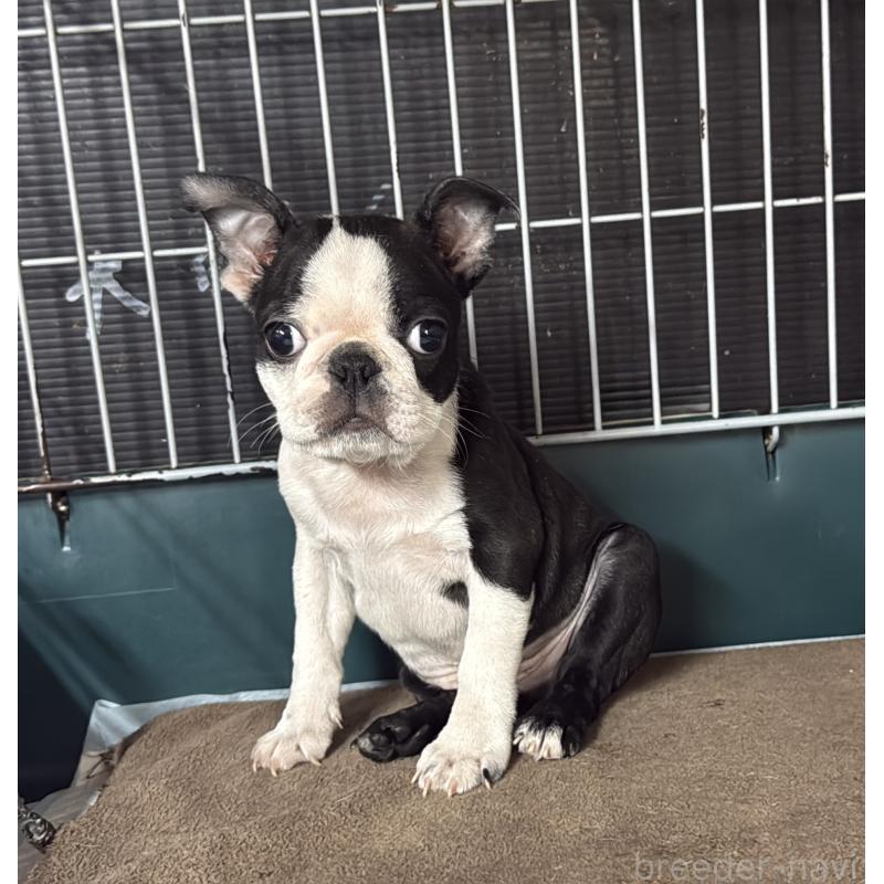 販売中の愛知県のボストンテリア-427240の3枚目