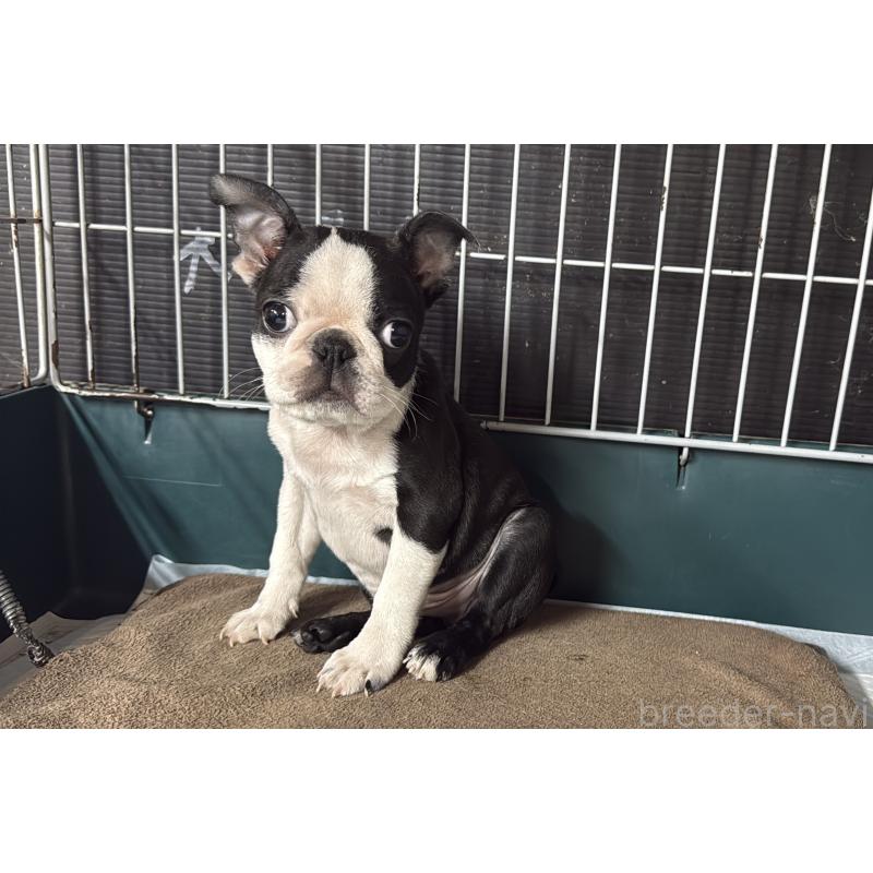 販売中の愛知県のボストンテリア-427240の2枚目