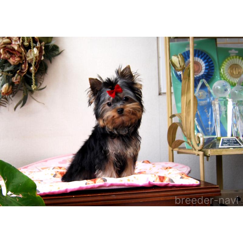 販売中の兵庫県のヨークシャーテリア-438014の7枚目