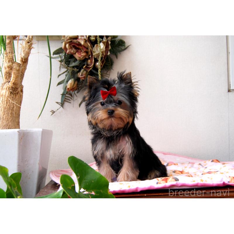 販売中の兵庫県のヨークシャーテリア-438014の6枚目