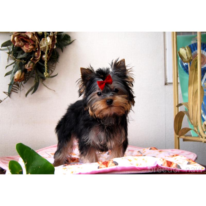 販売中の兵庫県のヨークシャーテリア-438014の5枚目