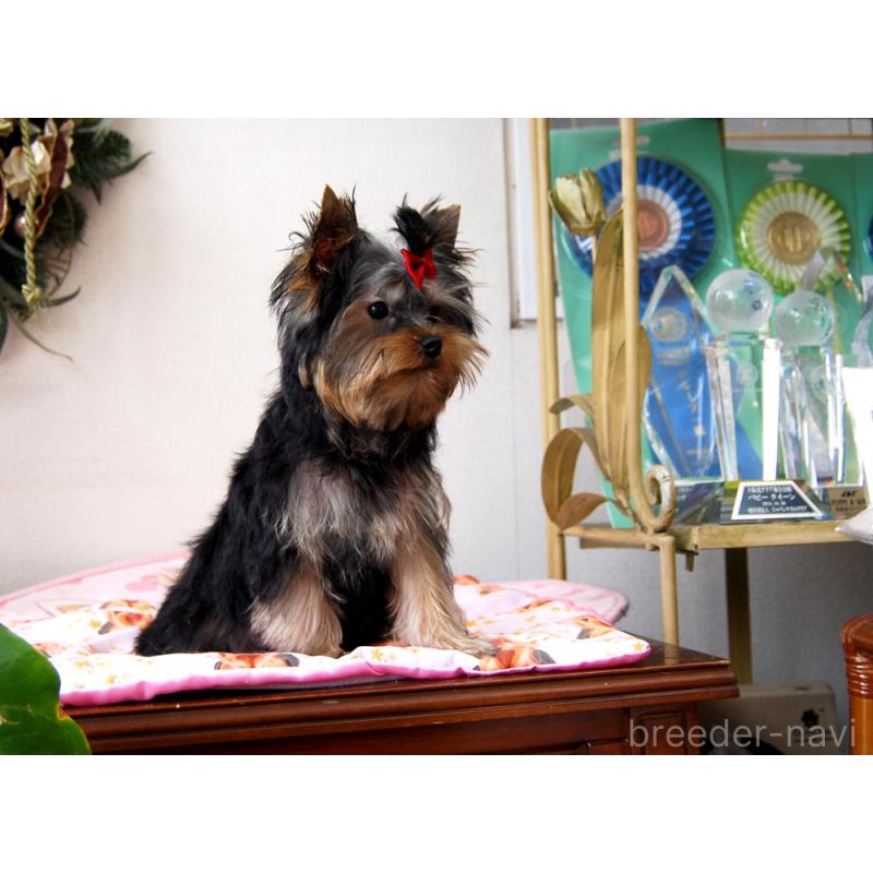 販売中の兵庫県のヨークシャーテリア-438014の2枚目