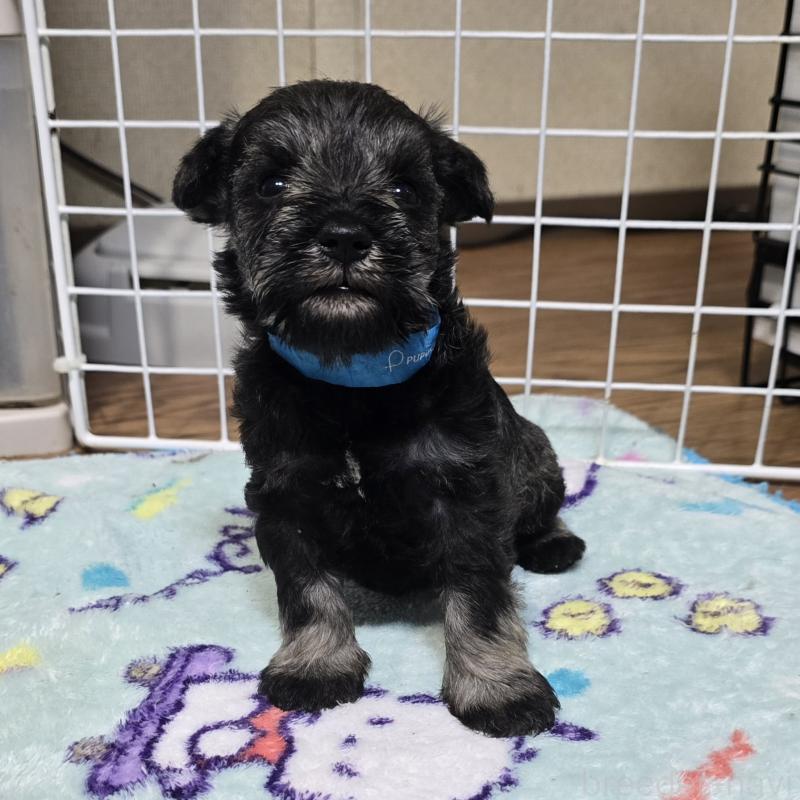 成約済の岡山県のミニチュアシュナウザー-435084の10枚目